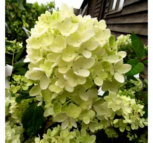 Гортензія Бонібшель метельчаста Гортензія Бонібшель метельчаста