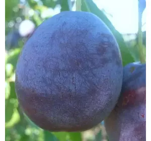 Слива "Венгерка італійська" Слива "Венгерка італійська"