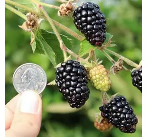 Ожина "Прайм Арк Тревел" Ожина "Прайм Арк Тревел"