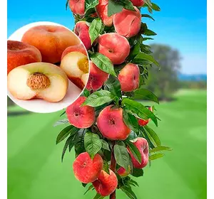 Нектарин "Рубіс" Нектарин "Рубіс"