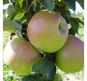 Яблуня "Таскан