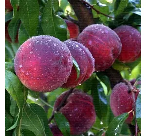 Персик "Річ леді" Персик "Річ леді"