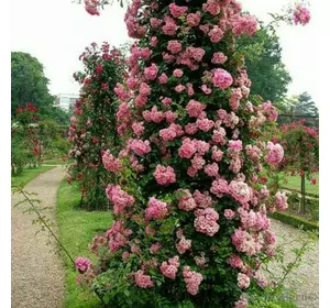 Троянда плетиста Рожева перлина