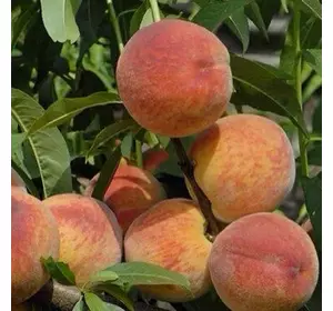 Персик "Золотий долар" Персик "Золотий долар"