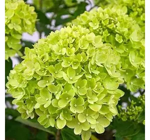 Гортензія Лайм метельчаста Гортензія Лайм метельчаста