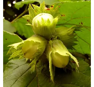 Фундук "Шедевр" 2 - річний Фундук "Шедевр" 2 - річний