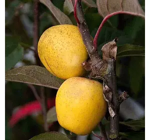 Яблуня "Пітмастон" Яблуня "Пітмастон"