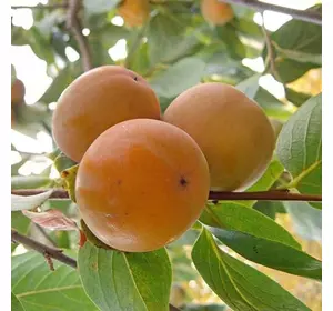 Хурма "Нікітська Бордова" Хурма "Нікітська Бордова"