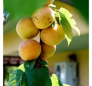 Абрикос "Самбурський ранній" Абрикос "Самбурський ранній"