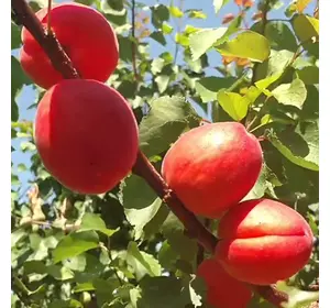 Абрикос "Пріція" Абрикос "Пріція"