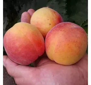 Абрикос "NJA-19" (НЖА-19) Абрикос "NJA-19" (НЖА-19)