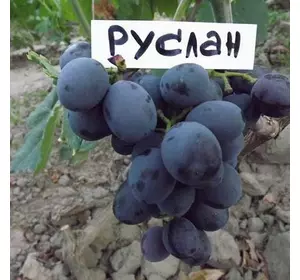 Виноград "Руслан"