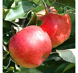 Яблуня "Радогость" Яблуня "Радогость"