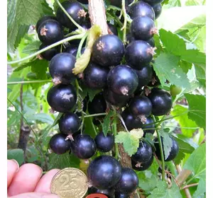 Смородина "Краса Львова" Смородина "Краса Львова"