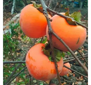 Хурма "Сосновська" Хурма "Сосновська"