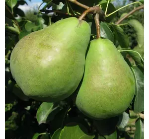 Груша "Бере Люка" Груша "Бере Люка"