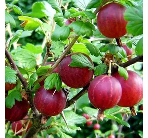 Аґрус "Пакс" Аґрус "Пакс"