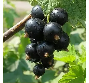 Смородина "Бен Хопе" Смородина "Бен Хопе"