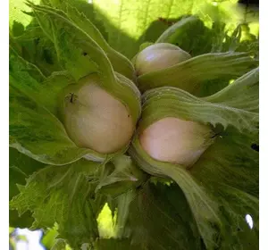 Фундук "Барселонський" 2 - річний Фундук "Барселонський" 2 - річний