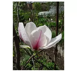 Магнолія лілієцвітна (Magnolia liliflora)