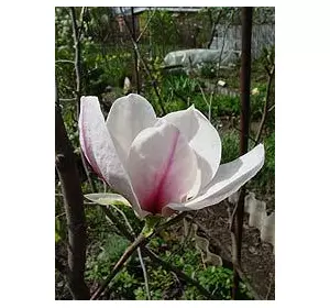 Магнолія лілієцвітна (Magnolia liliflora) Магнолія лілієцвітна (Magnolia liliflora)