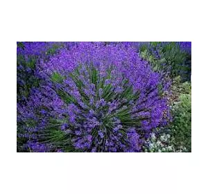 Лаванда Гроссо Лаванда Гроссо