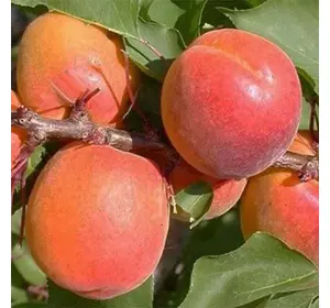 Абрикос "Белла д'Імола" Абрикос "Белла д'Імола"