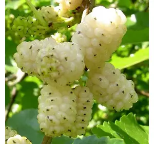 Шовковиця "Медова" Шовковиця "Медова"