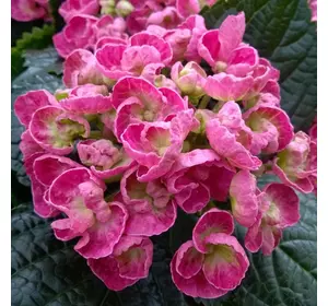 Гортензія Вірлі широколистна Гортензія Вірлі широколистна