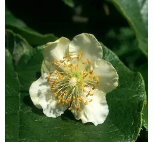 Ківі "Томурі" (чоловічий) Ківі "Томурі" (чоловічий)