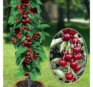 Вишня "Восторг", 2-річна Вишня "Восторг", 2-річна