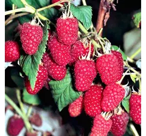 Малина "Полана" Малина "Полана"