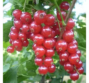 Порічка "Святомихайлівська" Порічка "Святомихайлівська"