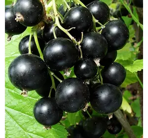 Смородина "Оріана" Смородина "Оріана"