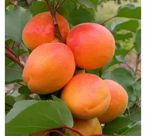 Абрикос "Том Кот" Абрикос "Том Кот"