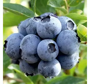 Лохина "Дюк", 3-річна Лохина "Дюк", 3-річна