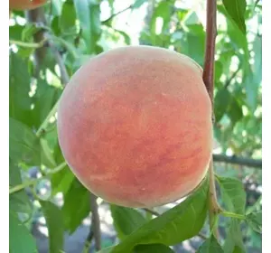 Персик "Лісостеповий"