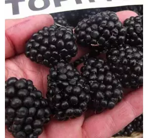 Ожина "Торнфрі" Ожина "Торнфрі"