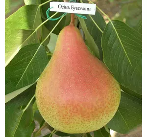 Груша "Осінь Буковини" Груша "Осінь Буковини"