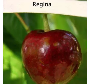 Черешня "Регіна" Черешня "Регіна"
