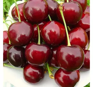 Черешня "Валерія" Черешня "Валерія"