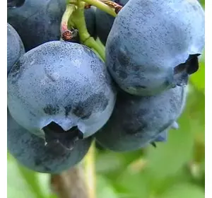 Лохина "Блюкроп", 3-річна Лохина "Блюкроп", 3-річна