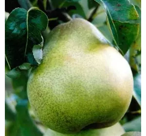 Груша "Пам'ять Князя Трубецького" Груша "Пам'ять Князя Трубецького"