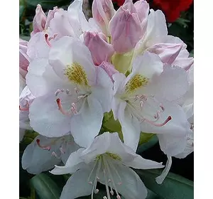 Рододендрон "Catawbiense Album" Рододендрон "Catawbiense Album"