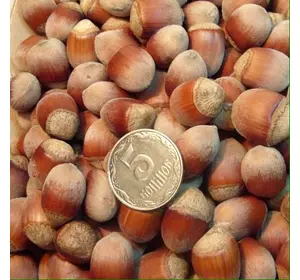 Фундук "Рясний" 2 - річний Фундук "Рясний" 2 - річний