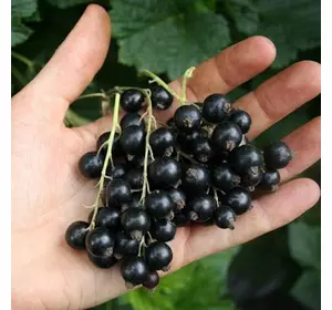 Смородина "Кентавр" Смородина "Кентавр"