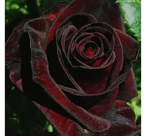 Троянда Чорна магія