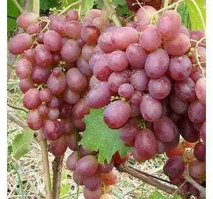Виноград "Нінель" Виноград "Нінель"