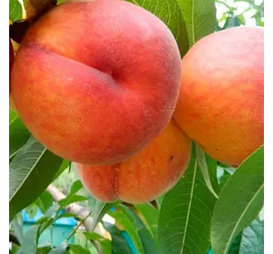 Персик "Мостицький" (ВСК) Персик "Мостицький" (ВСК)