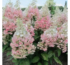 Гортензія Конфеті метельчаста Гортензія Конфеті метельчаста